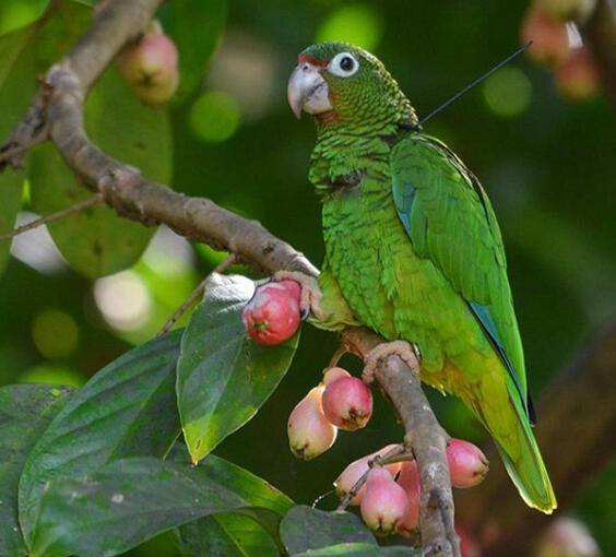 help save parrots!!